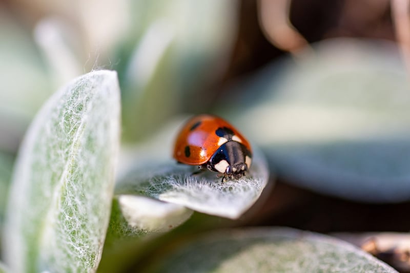 Ladybug