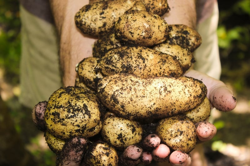 Soil